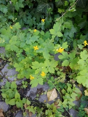 Chelidonium majus