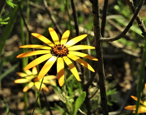 Dimorphothéca sinué 3