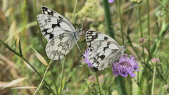 Melanargia lachesis