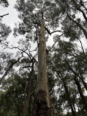 Eucalyptus cypellocarpa