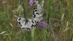 Melanargia lachesis