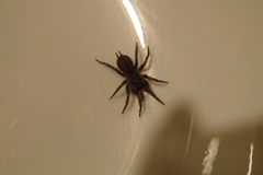 Paraembolides variabilis