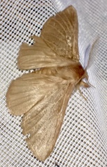 Phyllalia patens