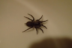 Paraembolides variabilis