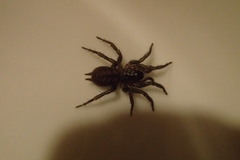 Paraembolides variabilis