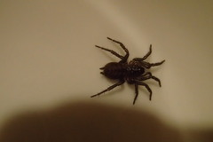 Paraembolides variabilis