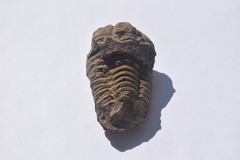 Flexicalymene