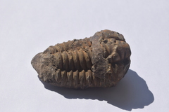 Flexicalymene