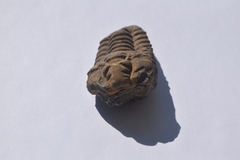 Flexicalymene