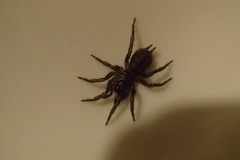 Paraembolides variabilis