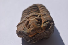 Flexicalymene