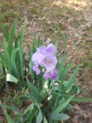 Iris