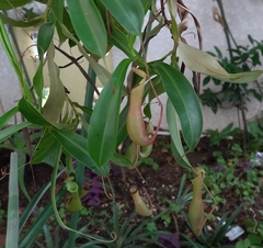 Nepenthes alata × ventricosa