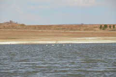 Cygnus columbianus bewickii