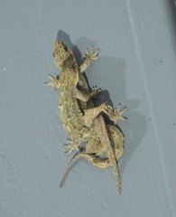 Hemidactylus platyurus