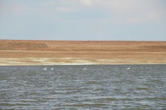 Cygnus columbianus bewickii