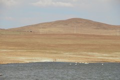 Cygnus columbianus bewickii