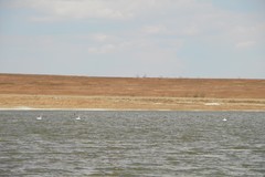 Cygnus columbianus bewickii