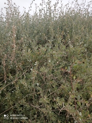 Atriplex halimus