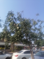 Erythrina lysistemon