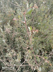 Atriplex halimus