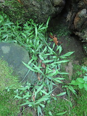 Asplenium ruprechtii