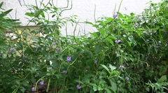 Stachytarpheta urticifolia