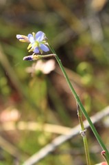 Heliophila decurva