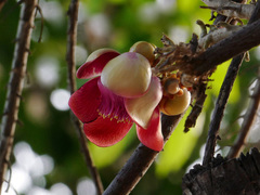 Couroupita guianensis