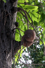 Couroupita guianensis