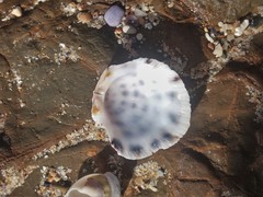 Spondylus nicobaricus