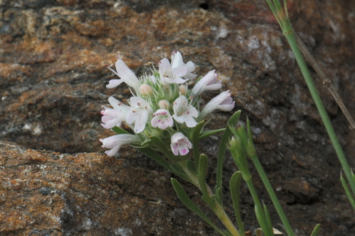 Attican Thyme (Thymus atticus)