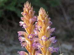 Orobanche cernua