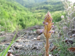 Orobanche cernua