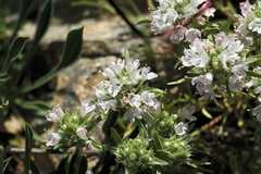 Thymus atticus