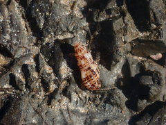 Maculotriton serriale