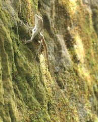 Ptyctolaemus gularis