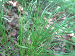 Carex longirostrata