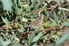 Malurus cyaneus cyanochlamys