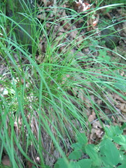 Carex longirostrata