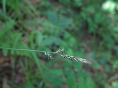 Carex pallida