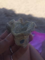 Austromegabalanus psittacus