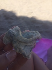 Austromegabalanus psittacus