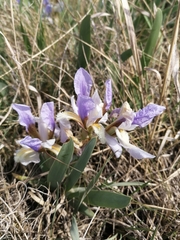 Iris glaucescens