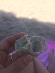 Austromegabalanus psittacus