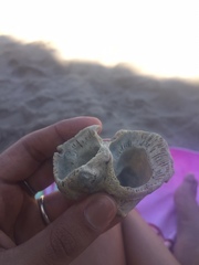 Austromegabalanus psittacus