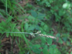 Carex pallida