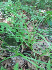 Carex pallida