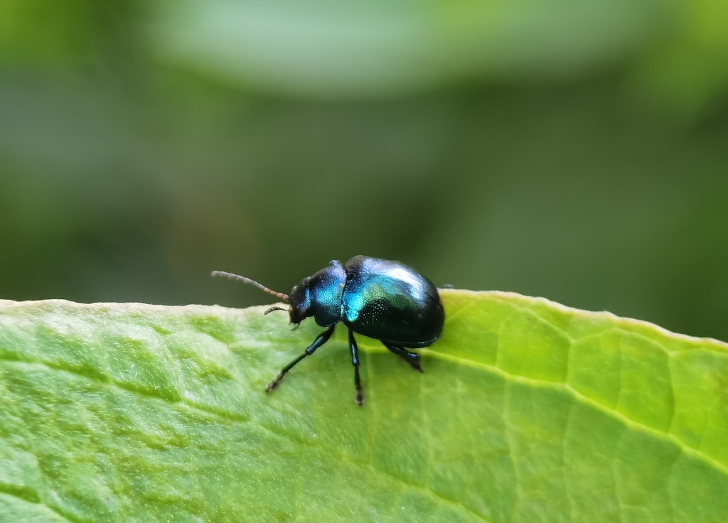 Chrysochus chinensis from Heze, CN-SD, CN by Luxirty · iNaturalist