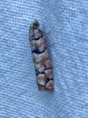 Blastesthia tessulatana